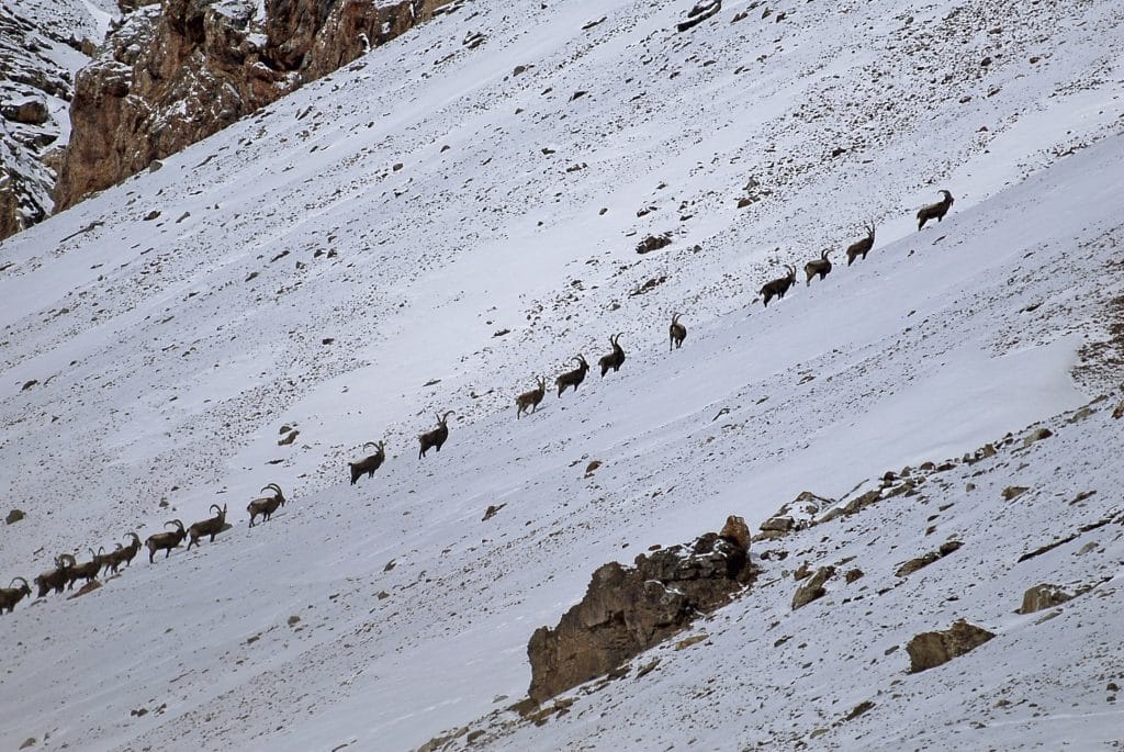 chasse de l'ibex en asie centrale