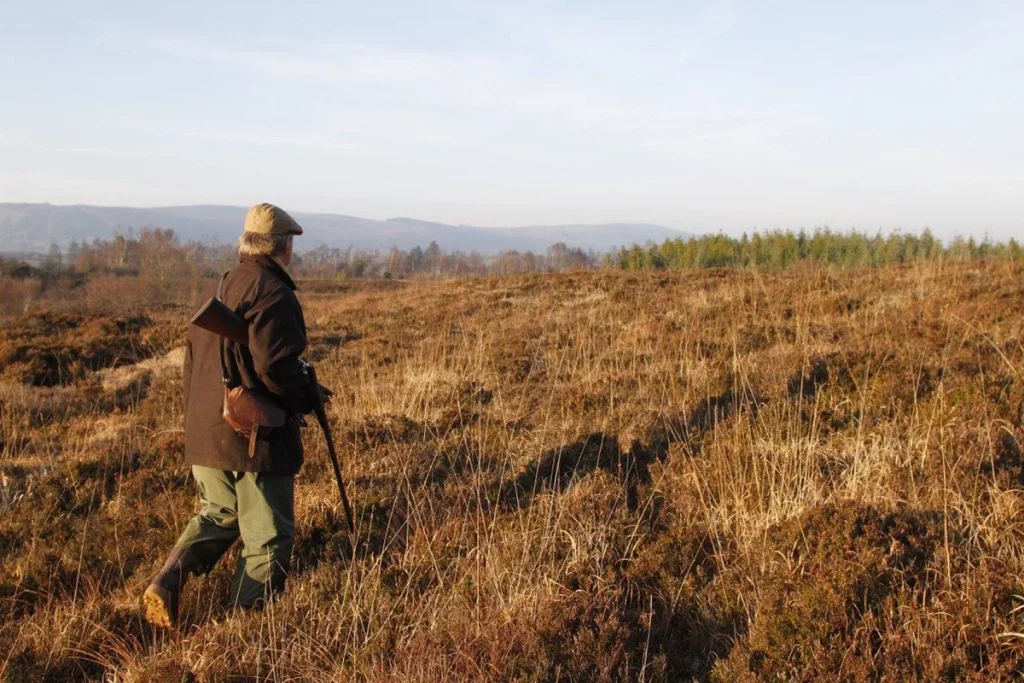 Chasse à la bécasse en Irlande