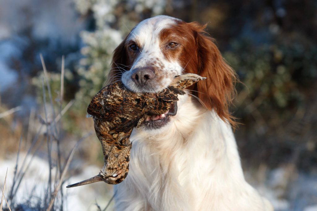 Chasse de la bécasse en Bulgarie