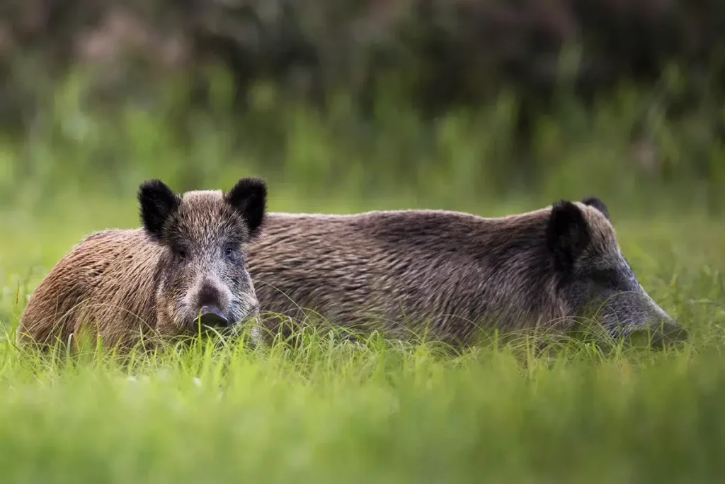 chasse du sanglier