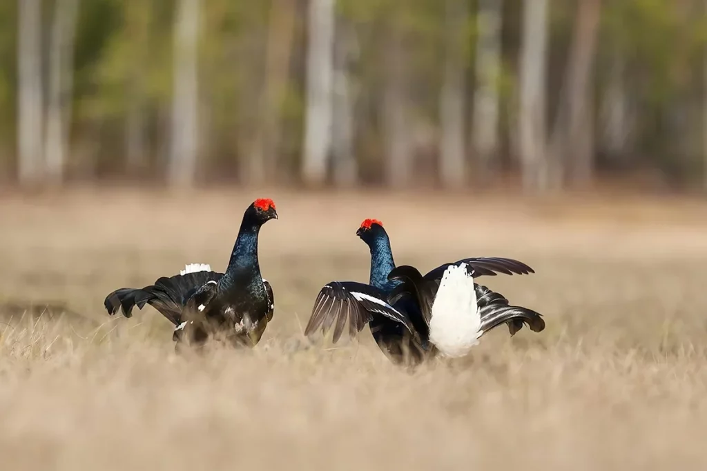 Chasse du tétras lyre