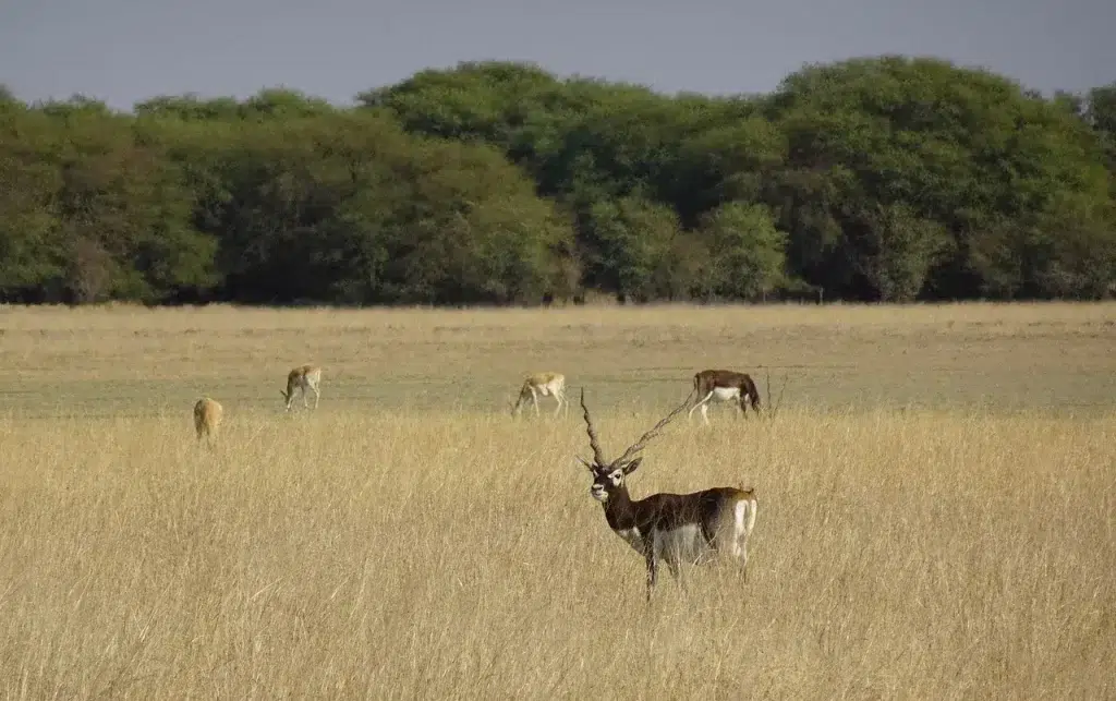 chasse antilope cervicapre