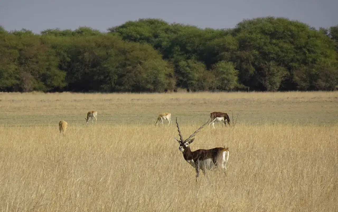 chasse antilope cervicapre