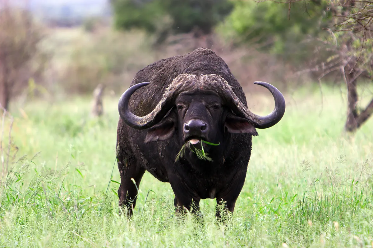chasse buffle Zimbabwe
