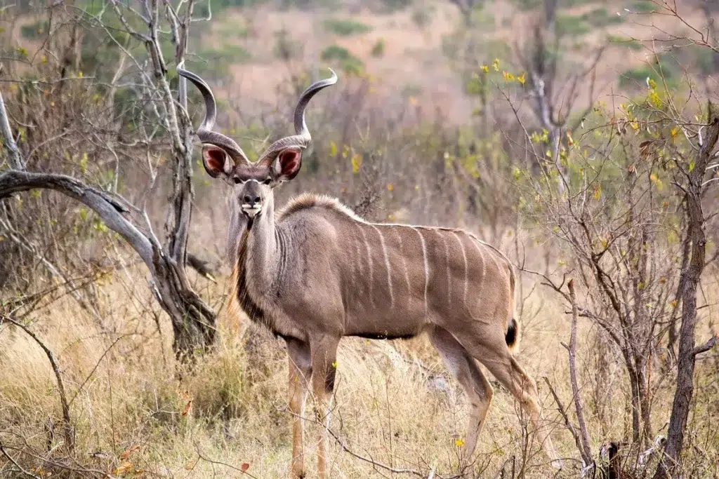 Chasse en Afrique du Sud au Grand Gibier
