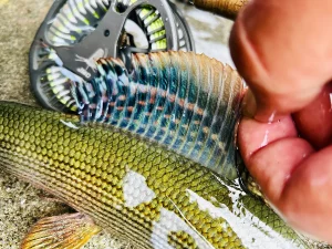 Pêche à la mouche dans le Tyrol