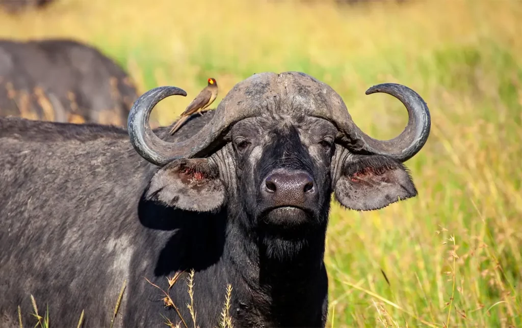 Symbole de la chasse en Zambie : le buffle Caffer