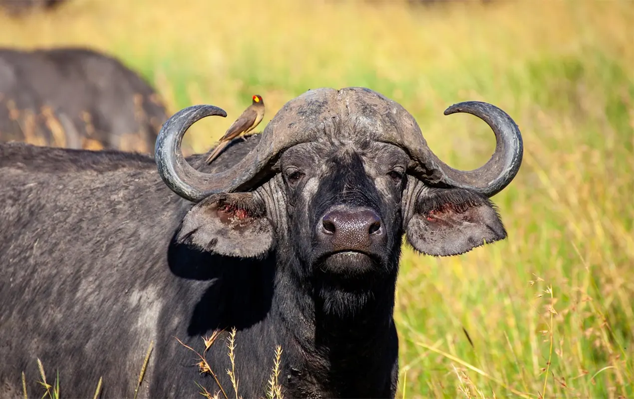 Symbole de la chasse en Zambie le buffle caffer