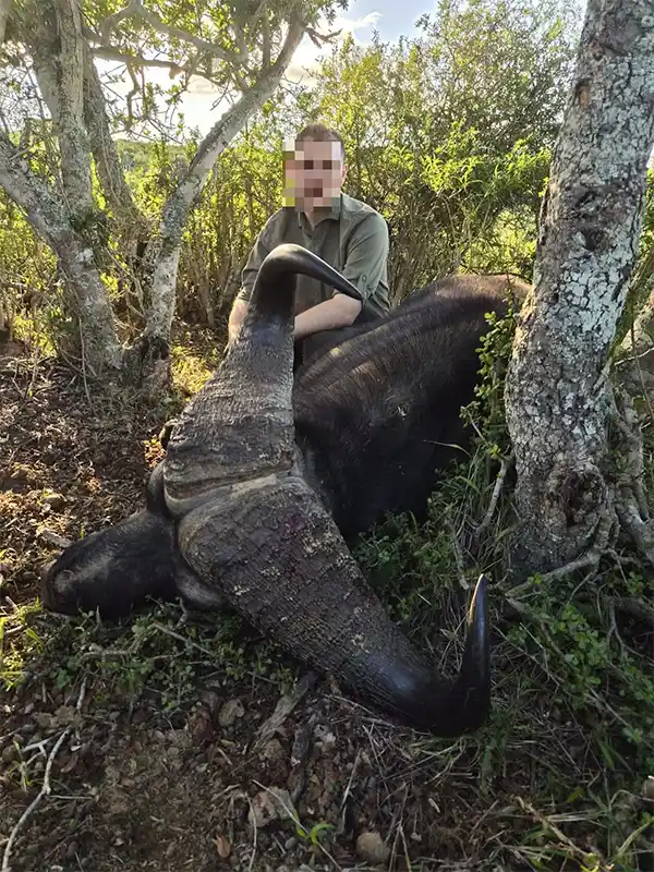 Buffle Caffer
