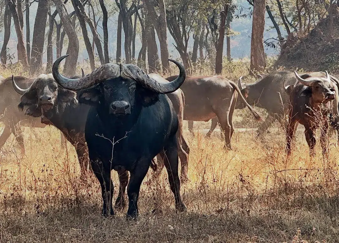Buffle du Cap ou buffle caffer