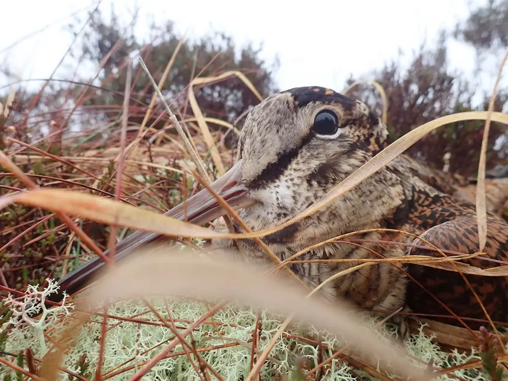 Migration de la bécasse