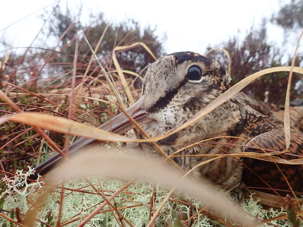 Migration de la bécasse