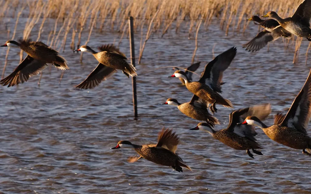 chasse du canard en Argentine