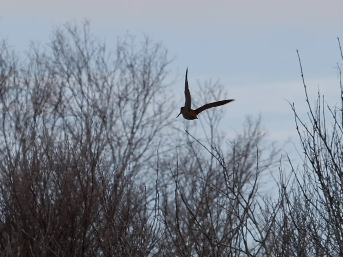 bécasse en vol