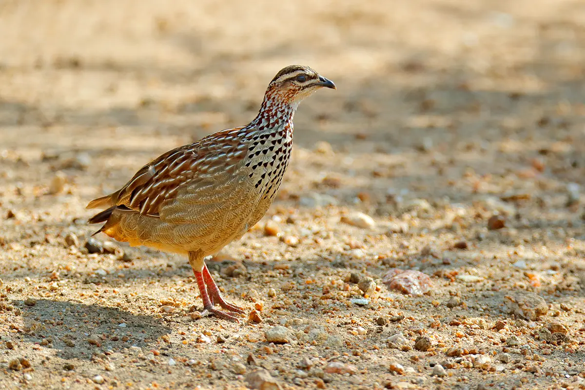 Chasse du francolin en Afrique