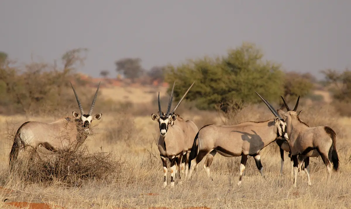 Oryx en Namibie