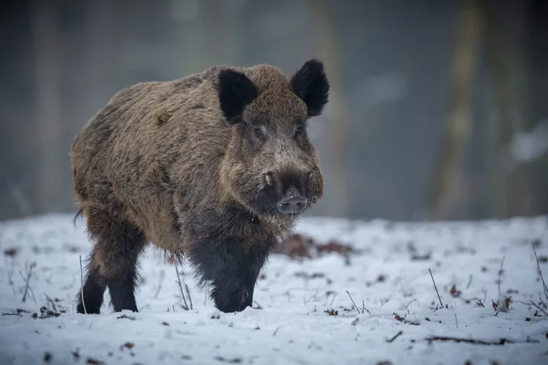 sanglier géant Attila