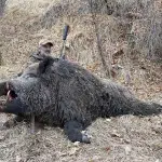 Un gros sanglier Attila prélevé au Tadjikistan