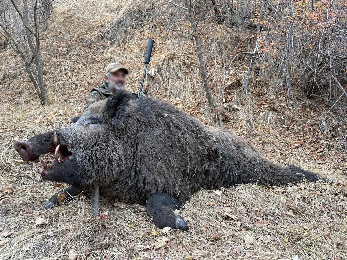 Un gros sanglier Attila prélevé au Tadjikistan