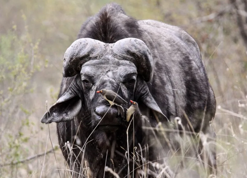 vieux buffle ou Cap ou Dagga boy