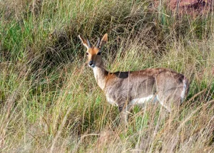 Reedbuck de montagne