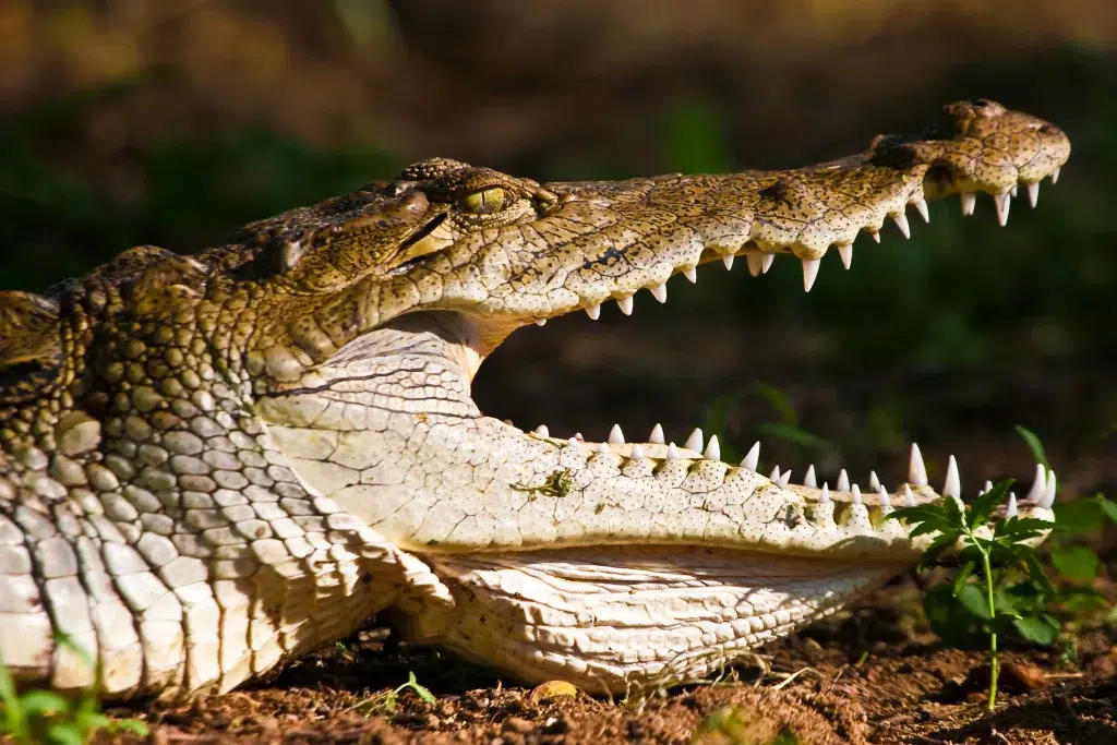 chasse du crocodile au Zimbabwe