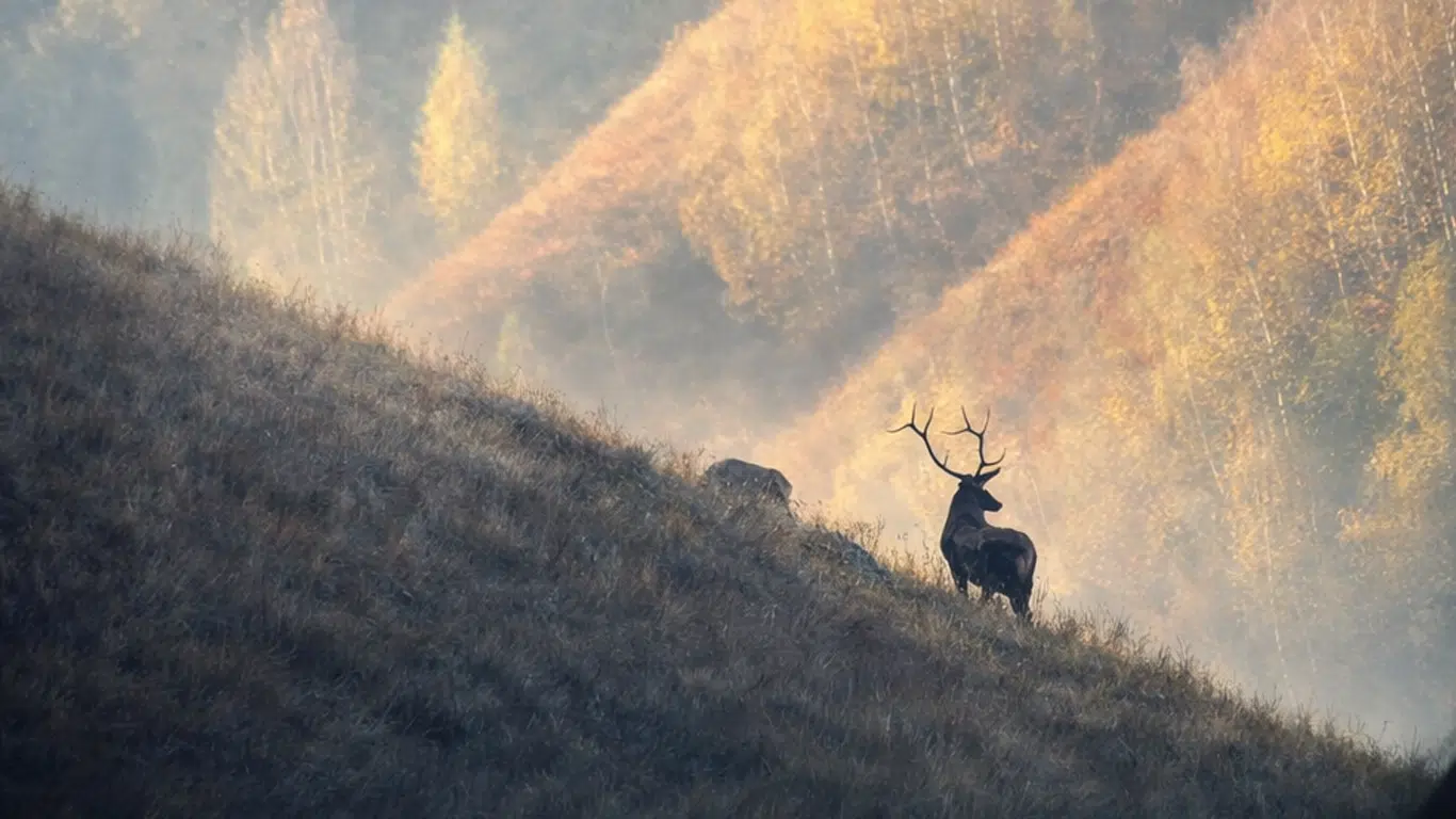 Cerf maral au Kazakhstan
