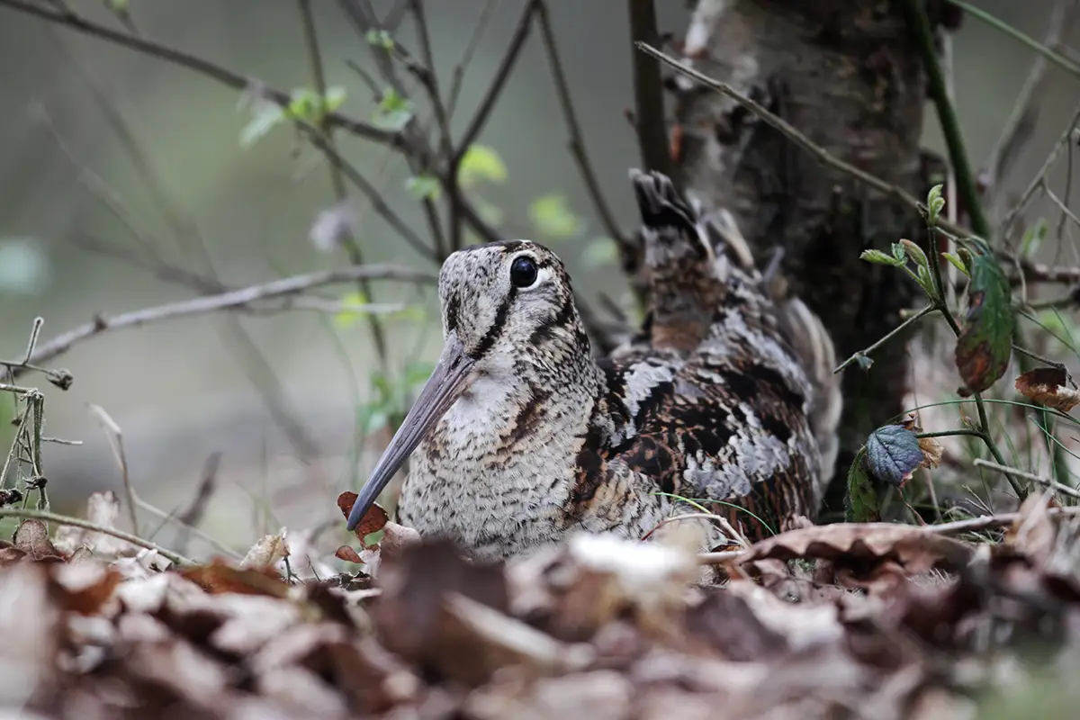 Chasse de la bécasse