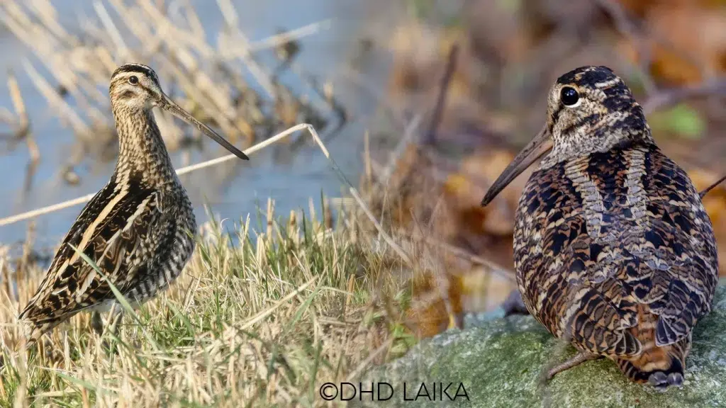 chasse de la bécasse et de la bécassine