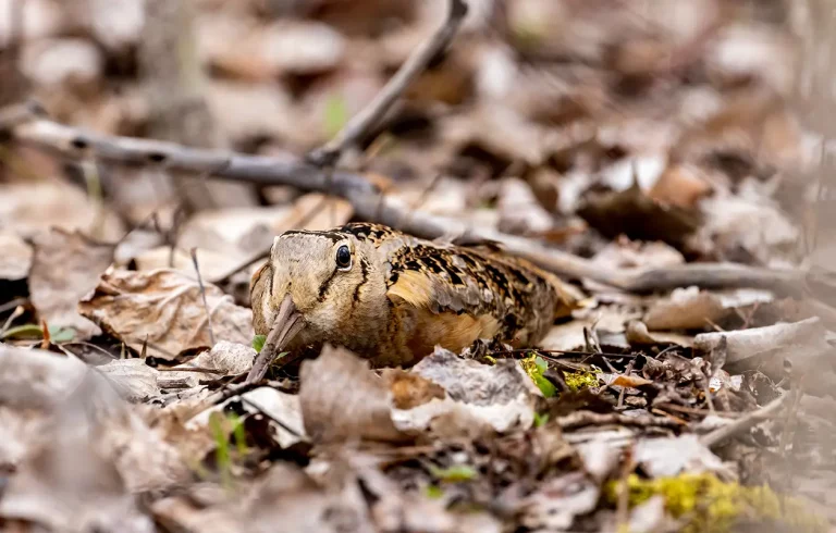 chasse bécasse canada