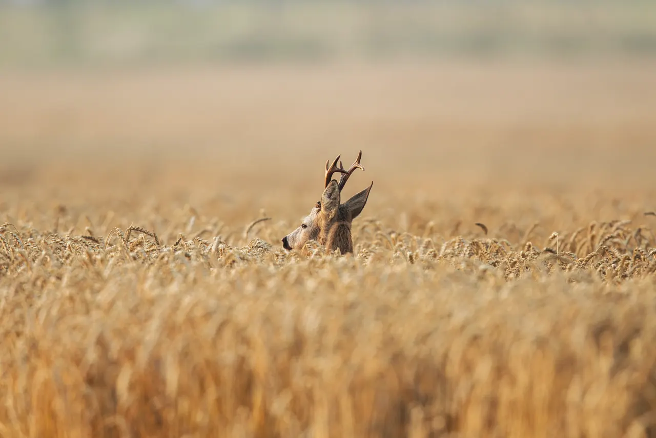 chasse du brocard à l'approche