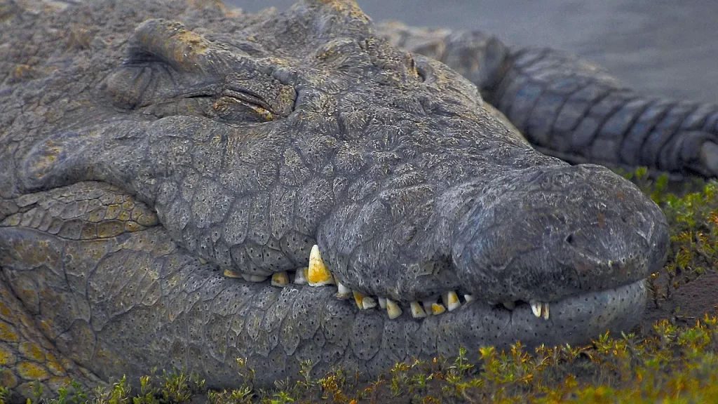 chasse crocodile Mozambique