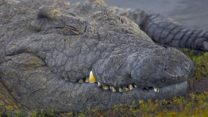 chasse crocodile Mozambique