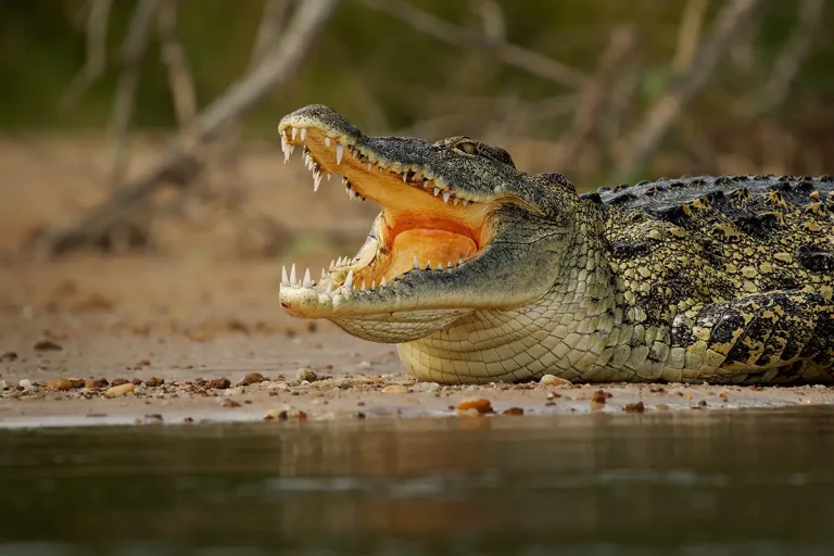 chasse du crocodile du Nil