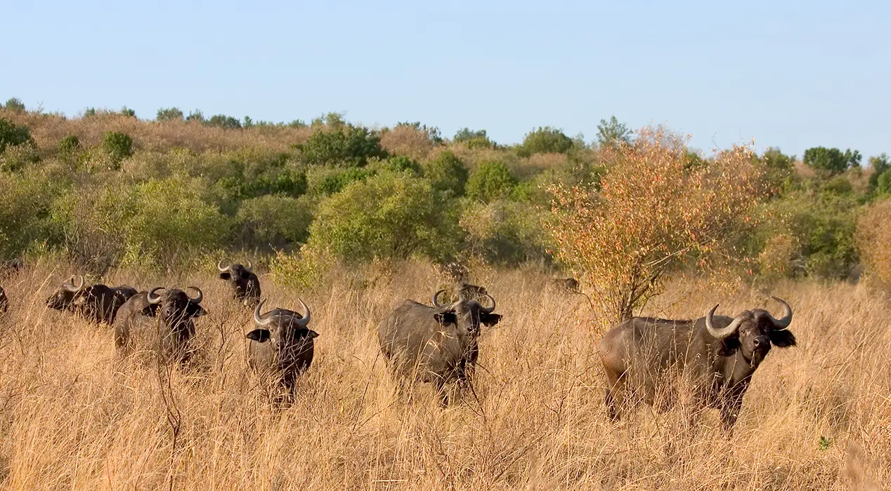 Voyage de chasse en Afrique