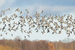 Chasse du pigeon en France et en Irlande