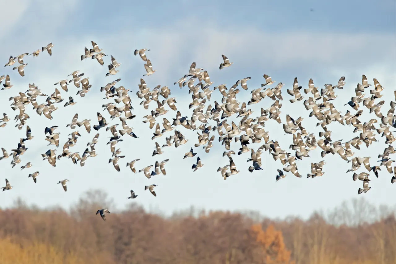 Chasse du pigeon en France et en Irlande