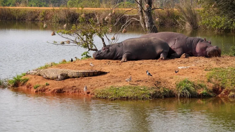 chasse du crocodile en ZAMBIE