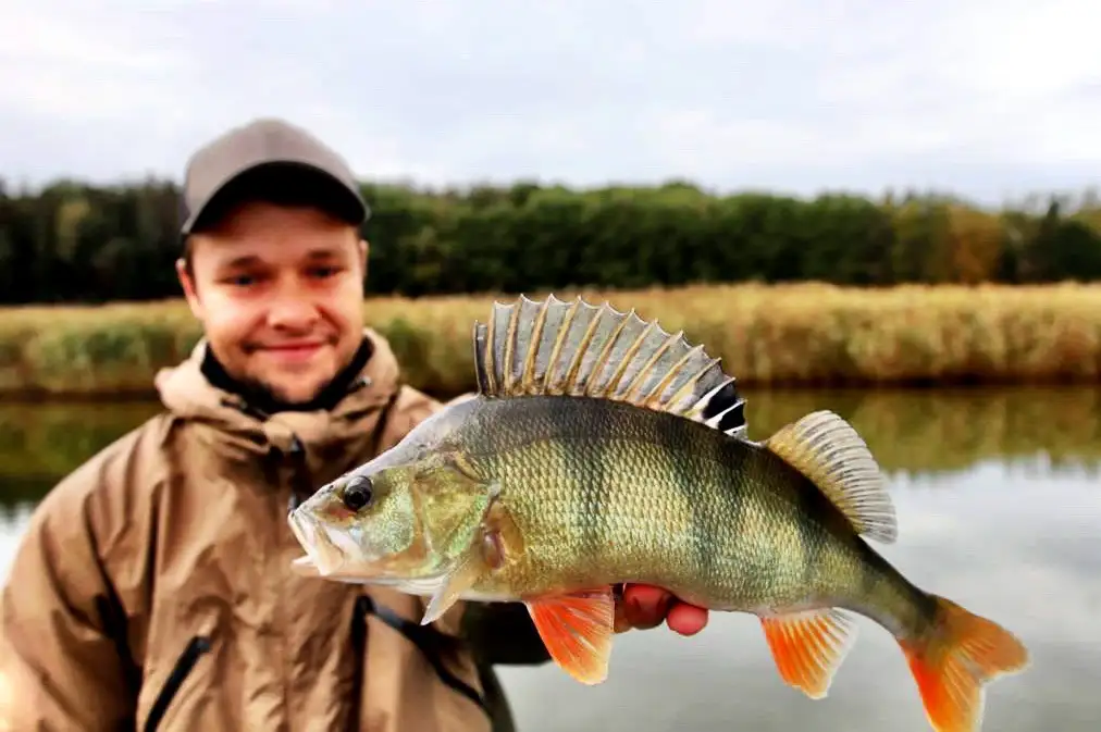 Perche nordique capturée au Camp Juno, Suède