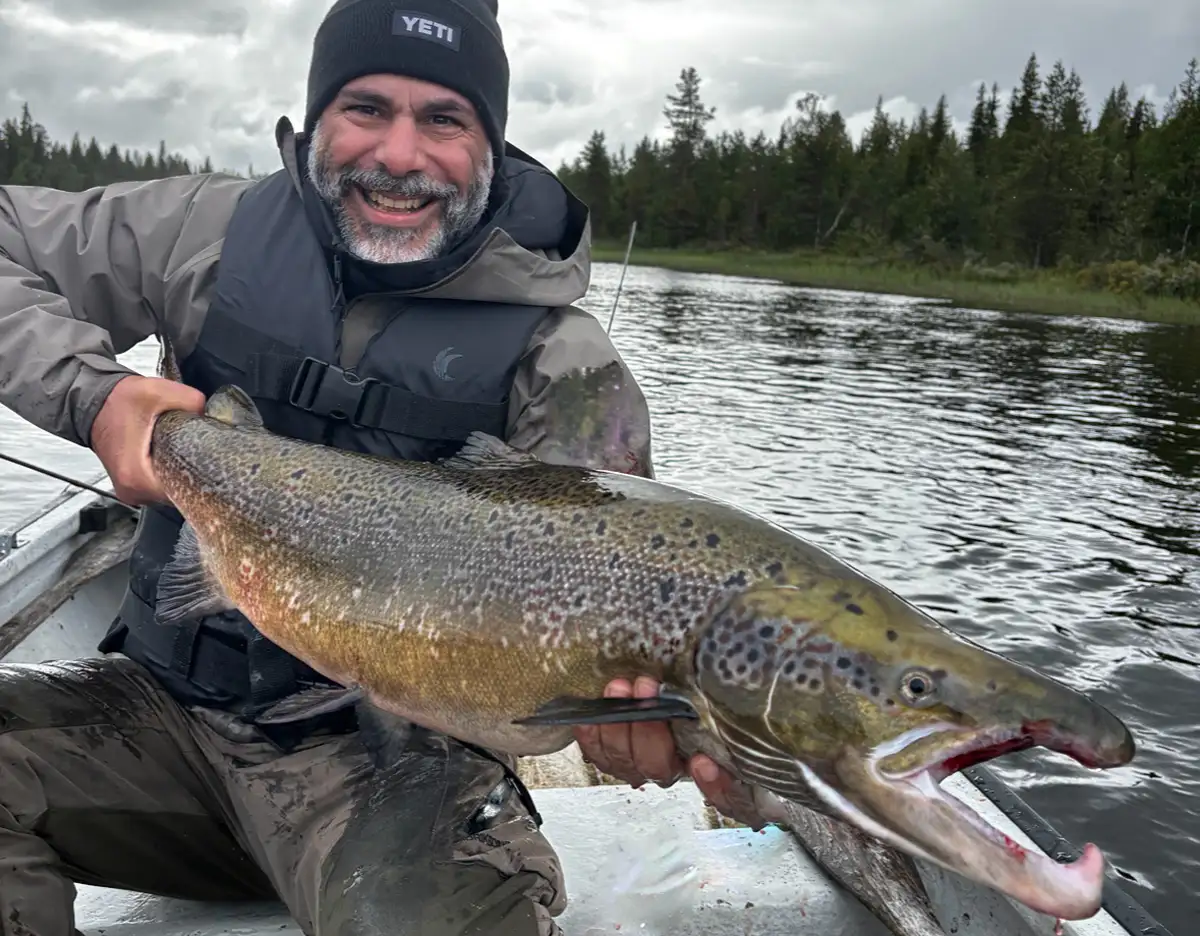 Saumon de la Baltique capturé en Suède au Camp Juno