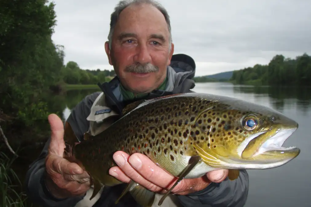 Truite fario dans les rivières du Camp Juno en Suède