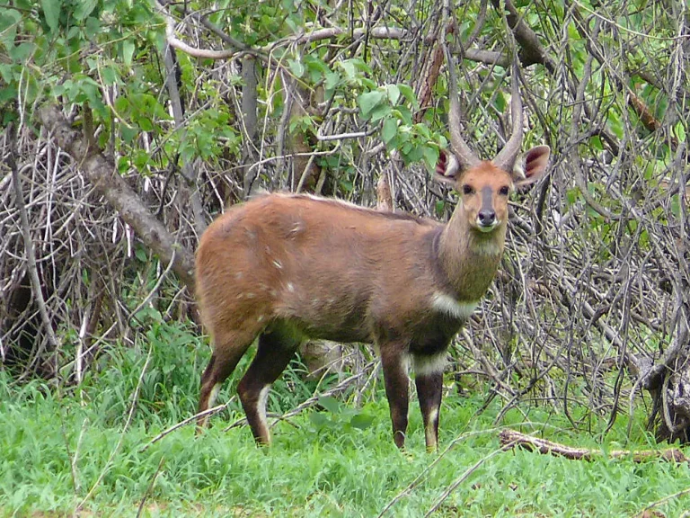 chasse guib du cap - guib sylvatique