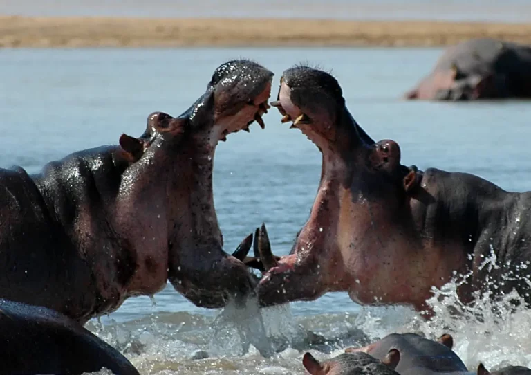 Chasse à l'hippopotame