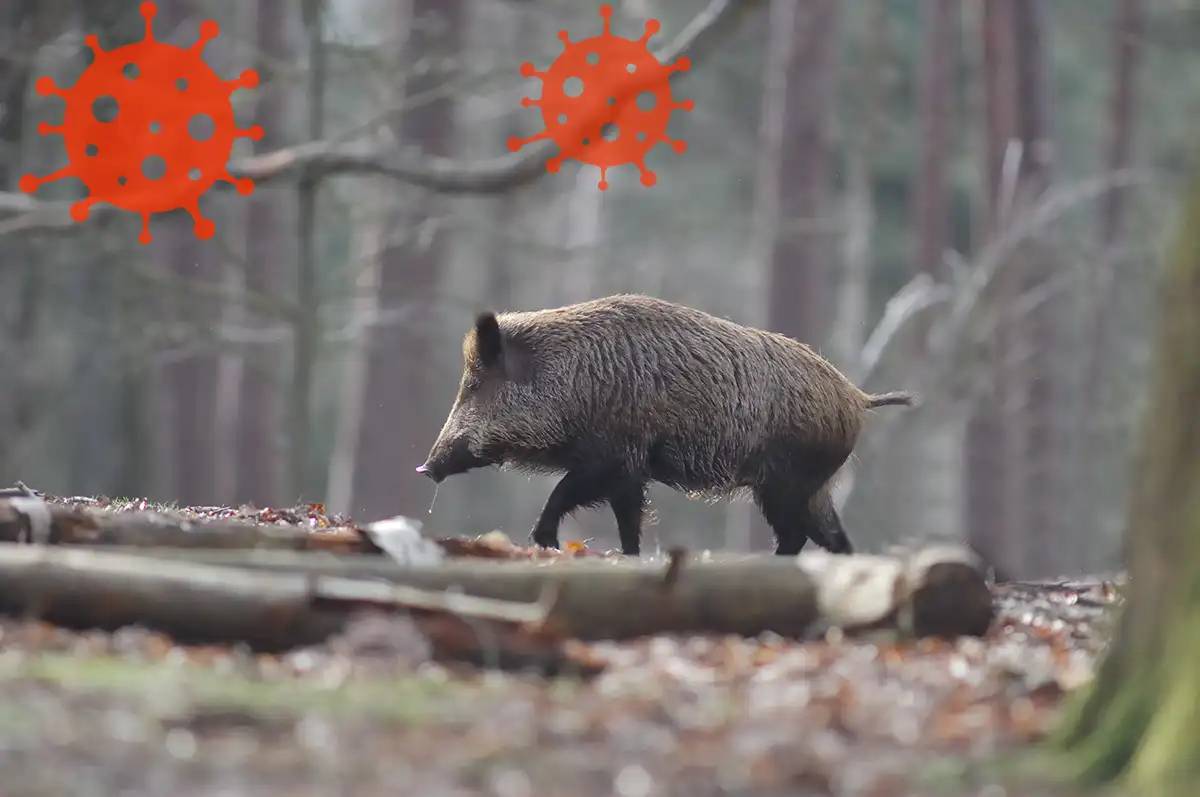 Peste porcine africaine en France : les sangliers au cœur de la menace