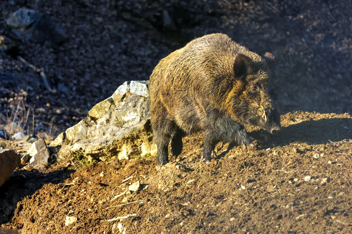 Chasse du sanglier Attila en Turquie