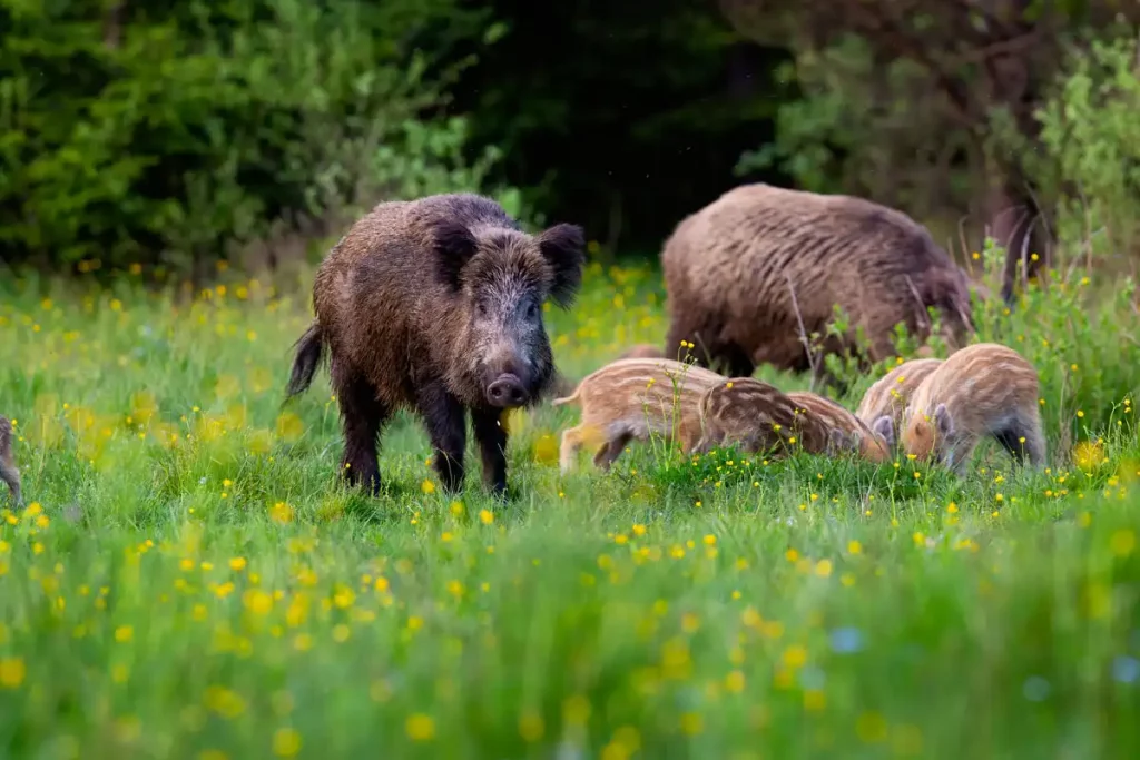 Faire la différence entre trichine et peste porcine chez le sanglier