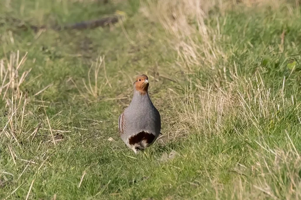 Perdrix grise : où vit-elle et pourquoi sa chasse passionne toujours ?