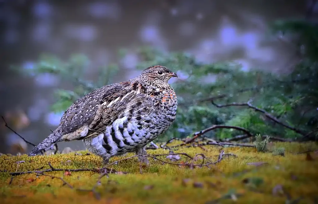 chasse gélinotte en Suède