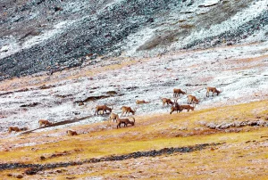 Chasse de l'Ibex au Tadjikistan