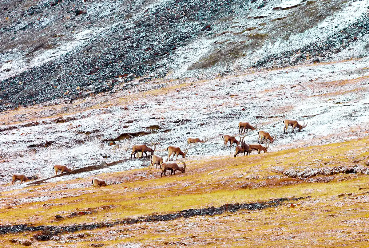 Chasse de l'Ibex au Tadjikistan